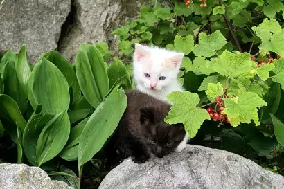 04a_schleipfnerhof_chiemsee_katzen