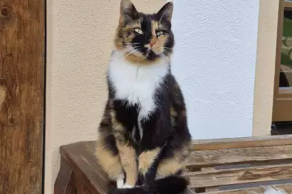 02c_schleipfnerhof_chiemsee_Katze__Schokoblitz