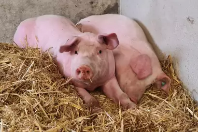02b_schleipfnerhof_chiemsee_schweine